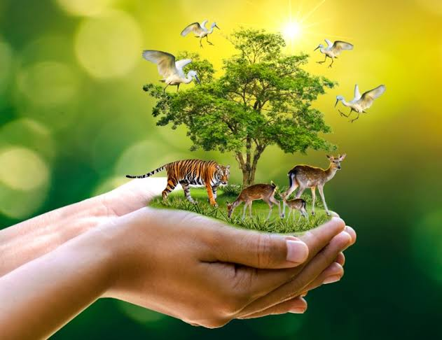 Wildlife Conservation Project